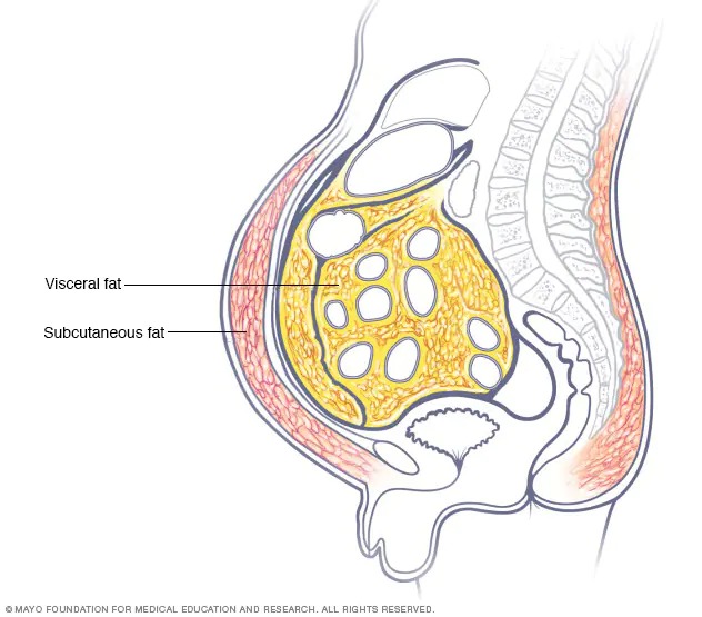 Understand the Causes of Belly Fat.jpg