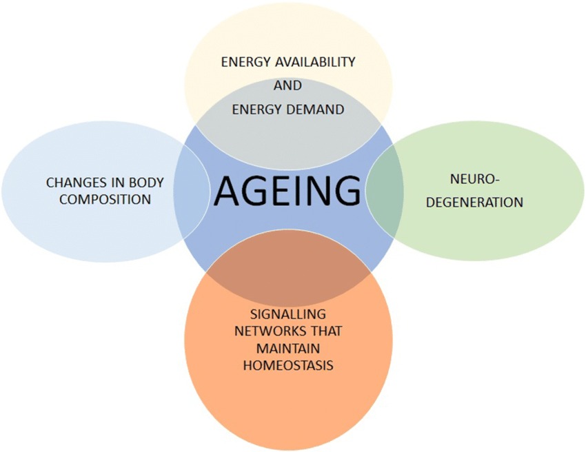 Understanding the Aging Process_11zon.jpg