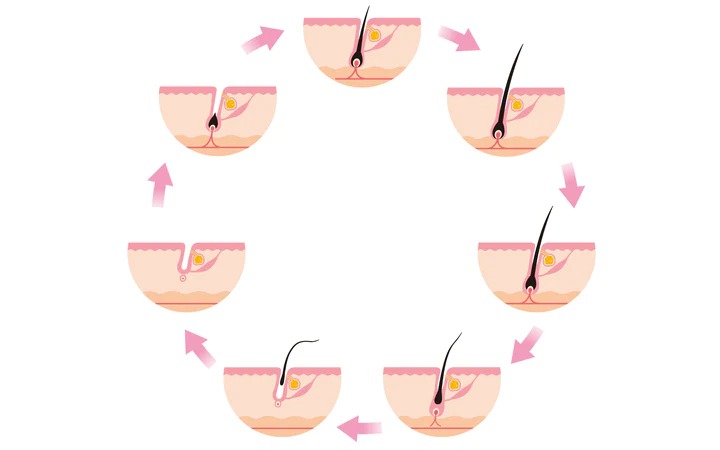 Understanding the Hair Growth Cycle_11zon.jpg