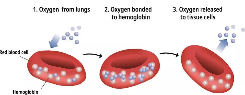 How to Increase Your Red Blood Cells with a Good Diet