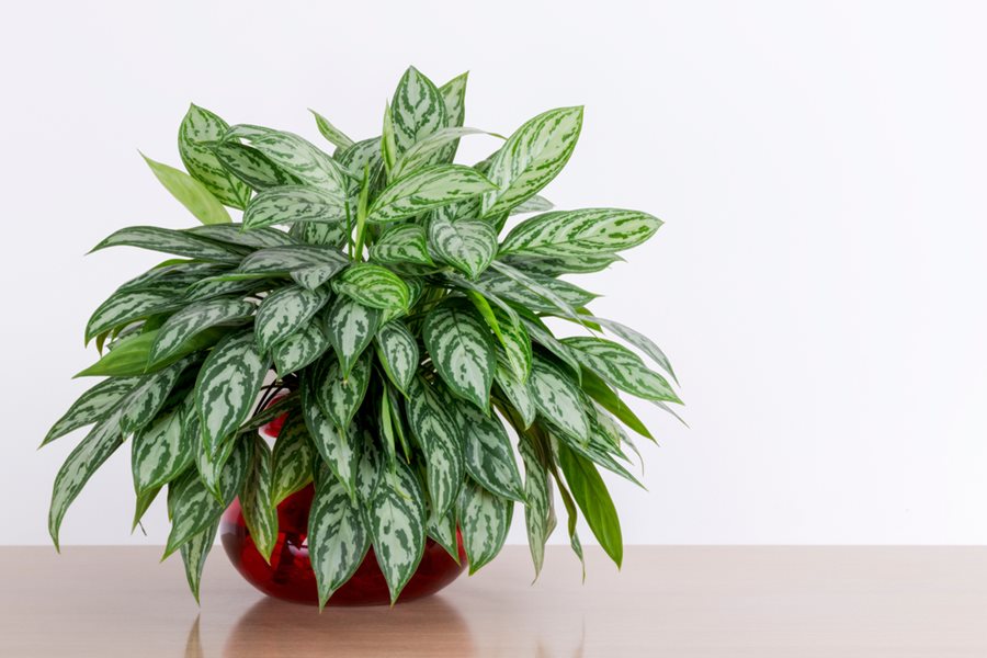 chinese-evergreen