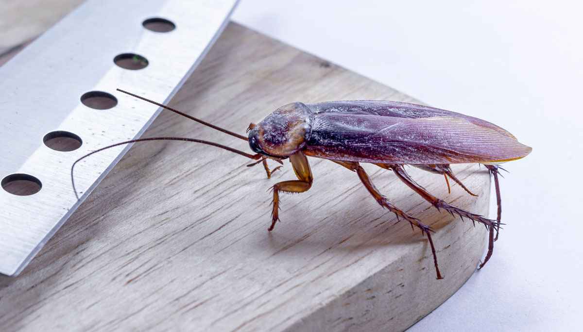 coackroach (1).jpg