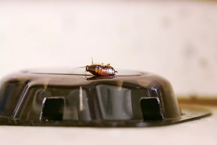 coackroach (3).jpg