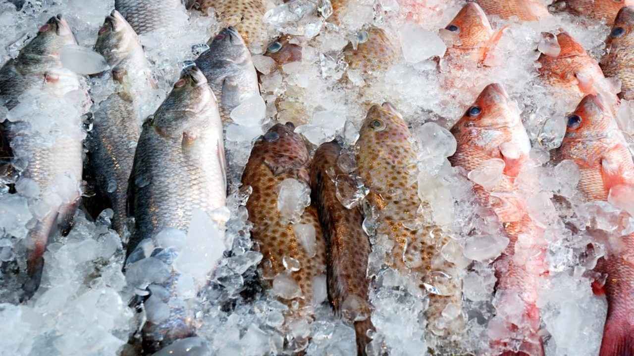 frozen fishes.jpg