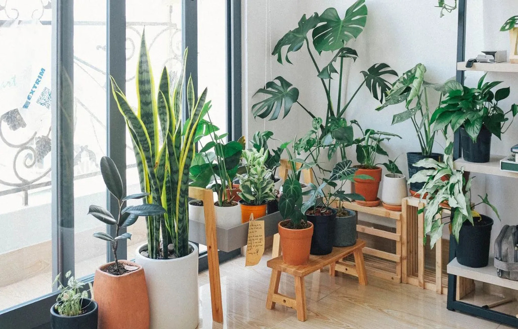 indoor plants.jpg