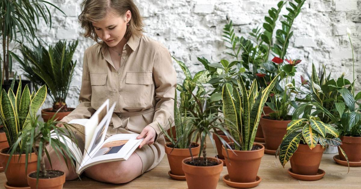 indoor plants