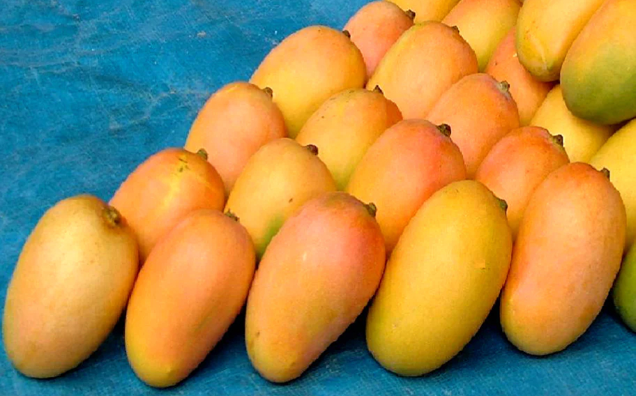 kesar mango.jpg