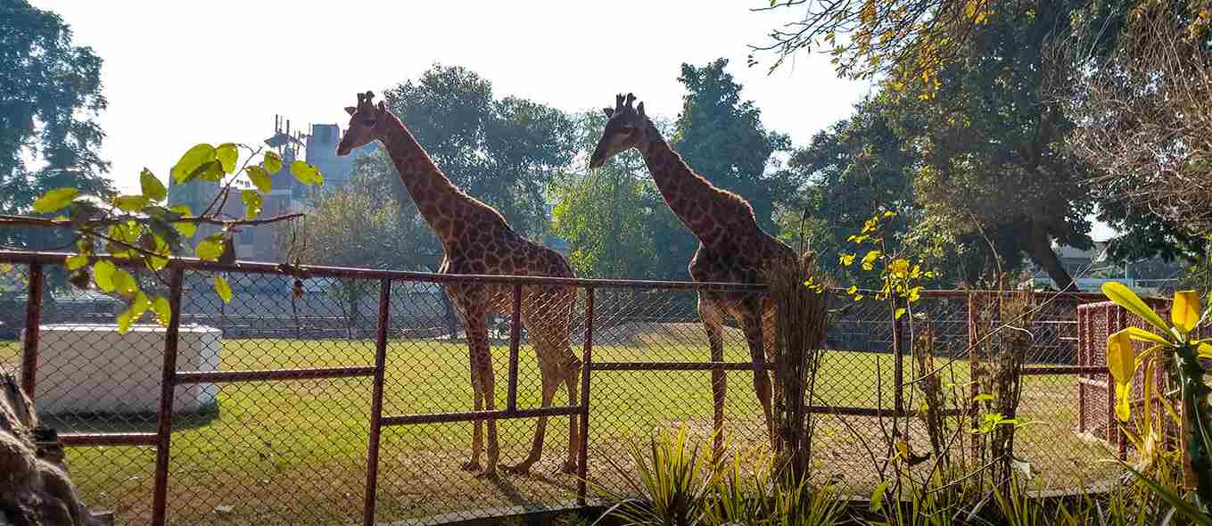 lahore zoo.jpg