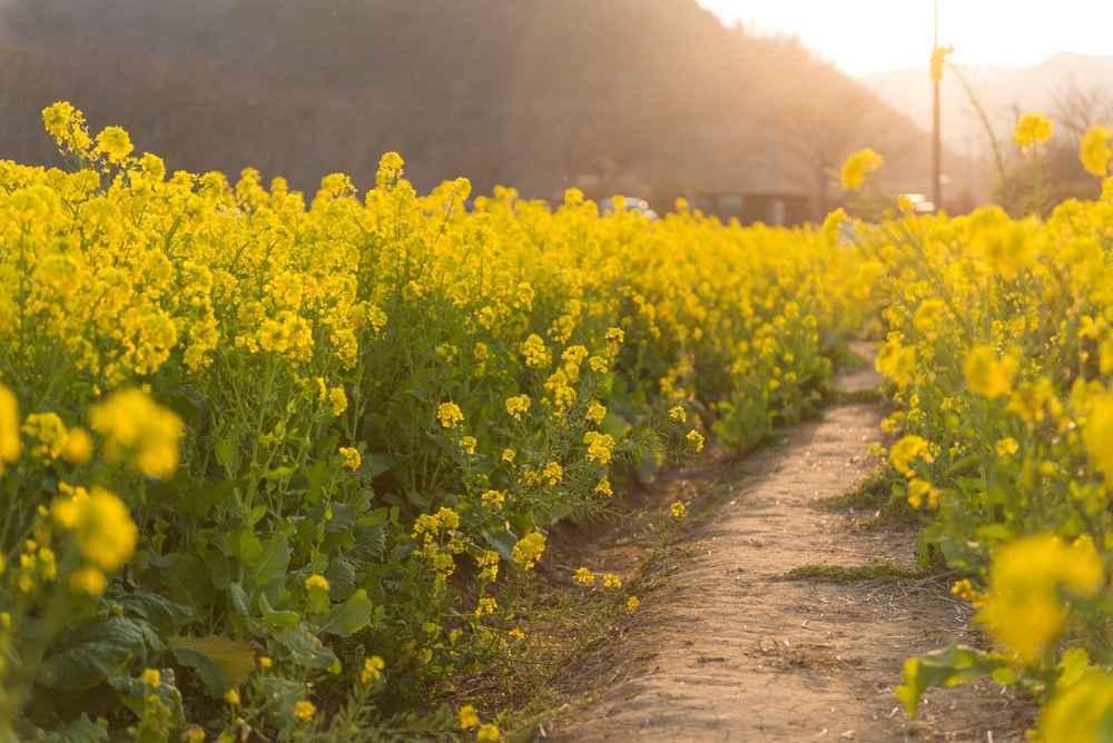 mustard plant.jpg