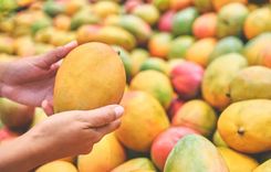 5 Best Mango Types In Pakistan 