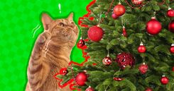 How To Cat Proof Your Christmas Tree