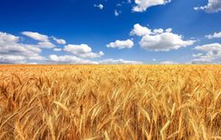 Kansas Wheat Farmers Struggle Amid Severe Droughts