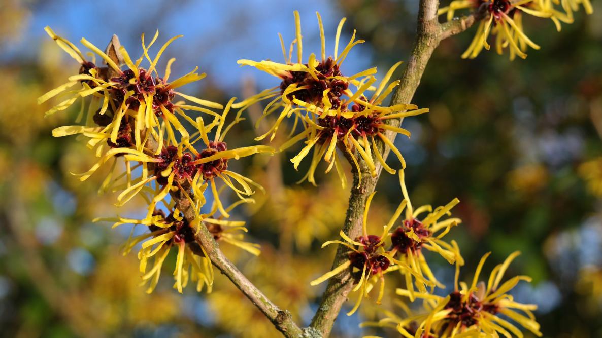 witch hazel.jpg